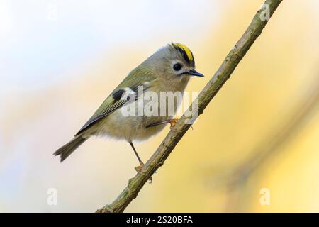 Nahaufnahme eines Goldcrest-Vogels, Regulus regulus, der durch Äste von Bäumen und Sträuchern fortschiert Stockfoto