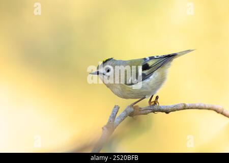 Nahaufnahme eines Goldcrest-Vogels, Regulus regulus, der durch Äste von Bäumen und Sträuchern fortschiert Stockfoto