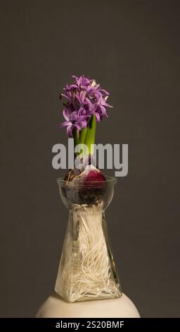 Rosafarbene Hyazinthen-Blumenzwiebeln und Wurzel in Glasvase Stockfoto