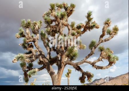 Ein joshua-Baum, Yucca brevifolia, vor dramatischen Wolken im Joshua Tree National Park, Kalifornien, USA Stockfoto