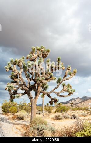 Ein joshua-Baum, Yucca brevifolia, vor dramatischen Wolken im Joshua Tree National Park, Kalifornien, USA Stockfoto