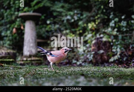 Ein warmer Eurasian jay, Garrulus glandarius, Vogelwelt in einem Garten in Surrey, Südosten Englands, im Winter auf dem Boden Stockfoto