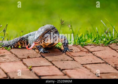 Eine Tegus-Eidechse (Salvator merianae) mit gezogener Zunge, Caiman Lodge, Southern Pantanal, Brasilien (Zona Rural Miranda, Mato Grosso do Sul) Stockfoto