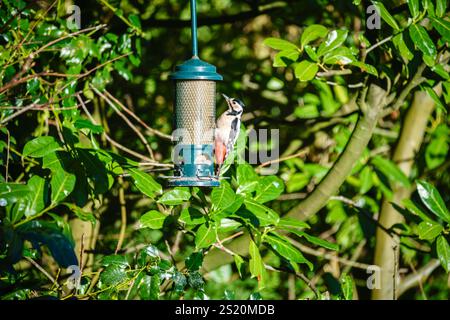 Ein farbenfroher Großspecht (Dendrocopos Major) ernährt sich im Winter in einem Vogelfutterlager gegen Lorbeer in einem Garten in Surrey, Südostengland Stockfoto