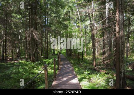 Ein schmaler Holzweg führt durch einen grünen, sonnigen Wald voller hoher Bäume, BiaNowieZa Urwald, Bialowieza Nationalpark, Belowescher, Bial Stockfoto