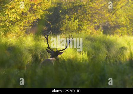 Rotwild (Cervus elaphus), Hintergrundbeleuchtung, Schilf, Niederösterreich Stockfoto