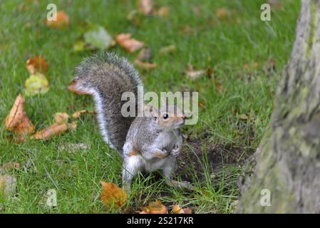 Graues Eichhörnchen (Sciurus carolinensis) Green Park London, London, Region London, Eichhörnchen auf grünem Rasen mit gefallenen Blättern und Baum im Hintergrund, L Stockfoto