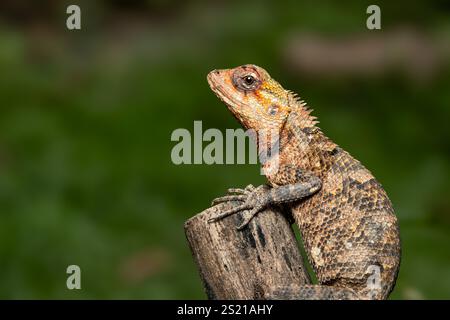 Die orientalische Garteneidechse, gewöhnliche Garteneidechse, Blutsauger oder veränderliche Eidechse ist eine Garteneidechse, die in Sri Lanka weit verbreitet ist. Stockfoto