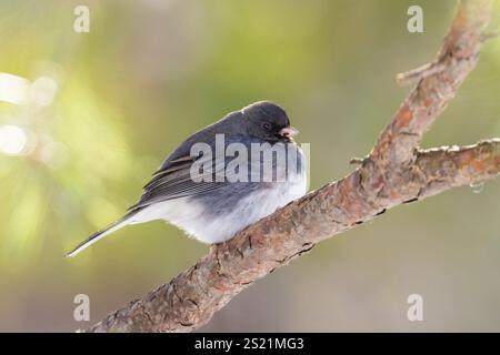 Die dunkeläugige junco (Junco hyemalis) im Winter Stockfoto