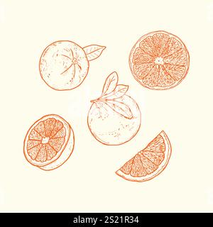 Handgezeichnete orangene Illustrationen ganzer Orangen, Scheiben und Blätter. Perfekt für den Einsatz in Lebensmitteldesigns, Verpackungen, Branding und Dekorationen Stock Vektor