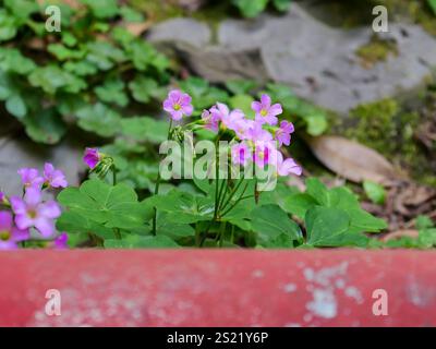 Blühende kleine Blüten (Oxalis corymbosa) gegen rote Metallschläuche Stockfoto