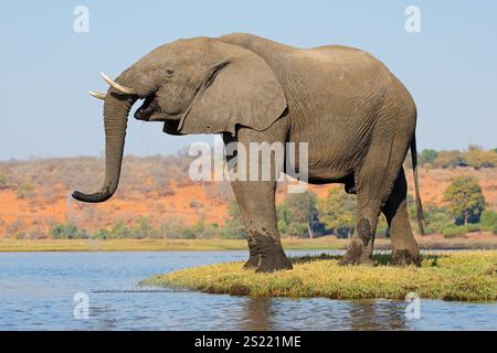 Ein großer afrikanischer Elefantenbulle (Loxodonta africana) mit Trinkwasser im Chobe-Nationalpark, Botswana Stockfoto