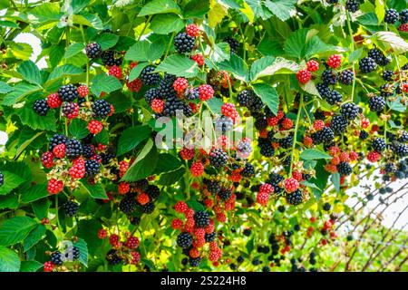 Close-up image of blackberry plants at an orchard in Central Kentucky Stockfoto