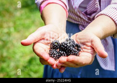 Nahaufnahme der Hand der Frau, die frisch gepflückte Brombeeren hält Stockfoto