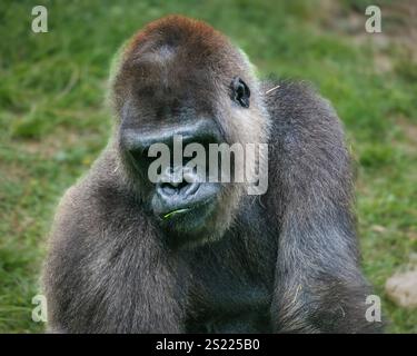 Ein Gorilla isst Gras in einem Zoo. Der Gorilla hat einen großen Kopf und einen langen Körper Stockfoto