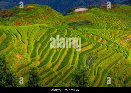 Nahaufnahme der Longji-Reisterrassen auf dem Yaoshan-Berg in Guangxi, China. Stockfoto