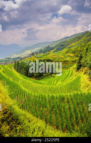 Sehen Sie den Reis auf den wunderschönen Reisterrassen in Longsheng, Longji, Guilin, China. Stockfoto