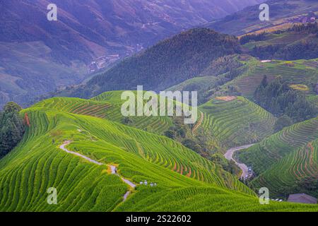 Longji-Reisterrassen auf dem Yaoshan-Berg in Guangxi, China, Sonnenaufgangslicht Stockfoto