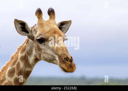 Nahaufnahme Porträt, Giraffen-Kopf-Seitenansicht, düsterer Himmel. Südafrika, Safari. Niedliches Tier in der wilden Natur Stockfoto