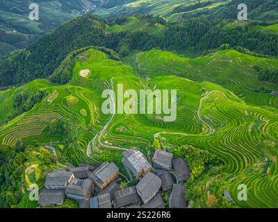 Draufsicht oder Luftaufnahme von frischen grünen und gelben Reisfeldern. Longsheng oder Longji Rice Terrace in Ping an Village, Longsheng County, China. Stockfoto