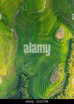 Aus nächster Nähe sehen Sie Longji Reisterrassen in China, die den Berg hinunter gehen, aus der Vogelperspektive Stockfoto