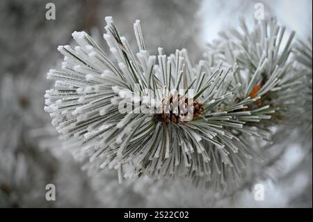 Schönen winter frost. Zweigen von Pinien und Kegel in der Natur. Stockfoto