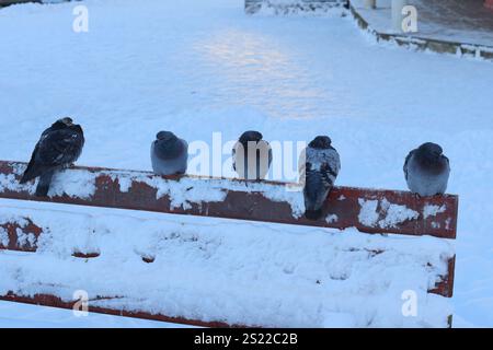 Eine bezaubernde Winterszene mit Vögeln, die auf einer schneebedeckten Bank inmitten der kalten Atmosphäre ruhen Stockfoto