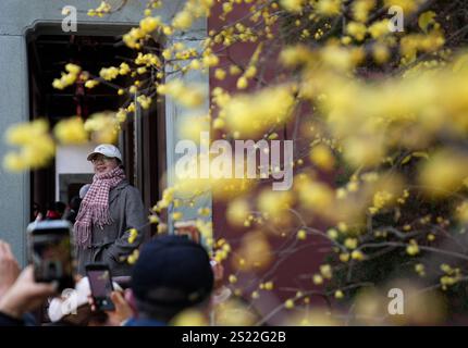 Hangzhou, chinesische Provinz Zhejiang. Januar 2025. Besucher machen Fotos von wintersüßen Blumen in einem Tempel in Hangzhou, ostchinesischer Provinz Zhejiang, 6. Januar 2025. Quelle: Han Chuanhao/Xinhua/Alamy Live News Stockfoto