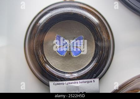 Nahaufnahme einer Glasvitrine, die ein kreisförmiges Objekt enthält, das einem mit Schmetterlingen geschmückten Objekt ähnelt und möglicherweise Cysip Lysandra Belargus fis darstellt Stockfoto