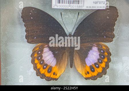 Ein offenes Bild eines weit ausgebreiteten Schmetterlings gelb, weiß, schwarz mit einem teilweise sichtbaren Etikett, das auf seine wissenschaftliche Bedeutung hinweist, die der unscharfe Hintergrund andeutet Stockfoto