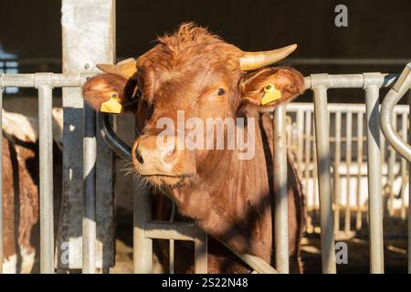 Nahaufnahme einer braunen Kuh mit Hörnern und gelben Ohrmarken, die hinter einem Metallzaun in einer sonnendurchfluteten Scheune steht. Stockfoto