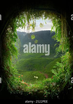 Malerischer Blick auf eine Teeplantage durch eine tunnelartige Öffnung, die mit Farnen und anderer Vegetation bedeckt ist Stockfoto