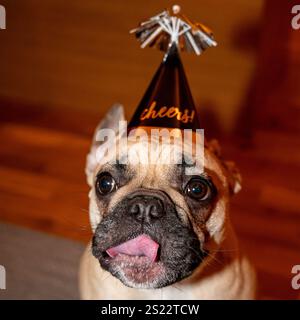 Partyhut auf Hund am Neujahr Stockfoto