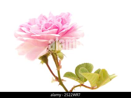 Schöne alte kleine offene sanfte rosa Kletterrose isoliert auf weiß Stockfoto