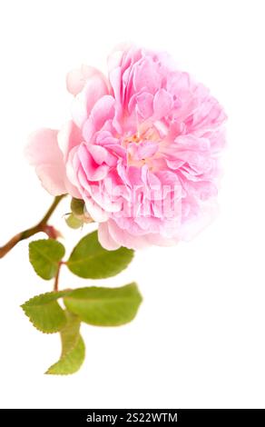 Schöne alte kleine offene sanfte rosa Kletterrose isoliert auf weiß Stockfoto