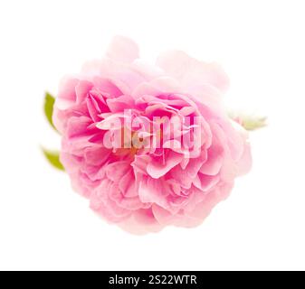 Schöne alte kleine offene sanfte rosa Kletterrose isoliert auf weiß Stockfoto
