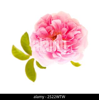 Schöne alte kleine offene sanfte rosa Kletterrose isoliert auf weiß Stockfoto