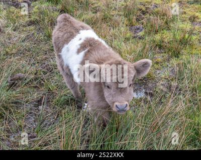 Junge Schottische Highland-Kälber Stockfoto