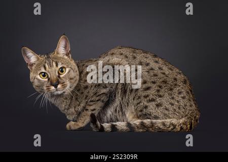 Männliche gefleckte Savannah-Katze, die seitlich liegt. Blick direkt auf die Kamera. Isoliert auf schwarzem Hintergrund. Stockfoto