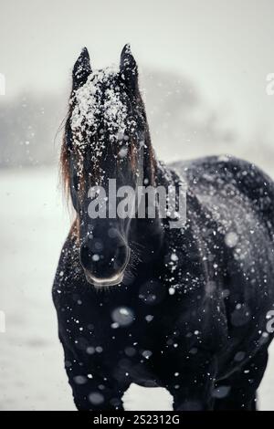 Schwarzes friesisches Pferd bedeckt mit Schnee Stockfoto
