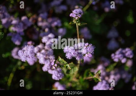 Lila Seidenblüten blühen auf einem üppig grünen Sommerfeld Stockfoto