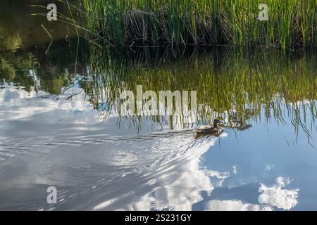 Ein Mallard in Tucson, Arizona Stockfoto