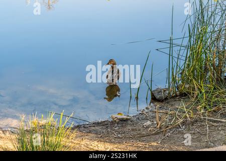 Ein Mallard in Tucson, Arizona Stockfoto