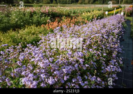 Lila Seidenblüten blühen auf einem üppig grünen Sommerfeld Stockfoto