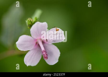 Nahaufnahme einer winzigen Spinne, die auf rosa Blüten thront Stockfoto