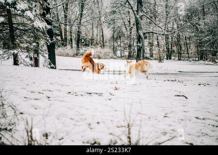 Zwei Hunde spielen im verschneiten Hof Stockfoto