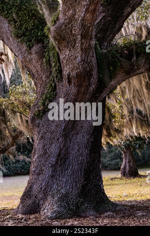 Sehr große lebende Eiche mit spanischem Moos Stockfoto