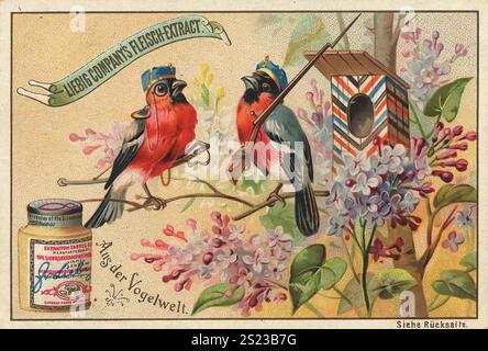 Bilderserie aus der Vogelwelt, als Soldaten und Wächter, Liebigbild, digital restaurierte Reproduktion eines Sammelbildes von ca. 1900, gemeinfreie, genaues Datum unbekannt, zwei Vögel auf einem Zweig neben einem Nistkasten, umgeben von Flieder, Bilderserie aus der Vogelwelt, als Soldaten und Wache, digital restaurierte Reproduktion eines Sammelbildes von ca. 1900, gemeinfrei, genaues Datum unbekannt, zwei Vögel auf einem Zweig neben einem Nistkasten, umgeben von Flieder Stockfoto