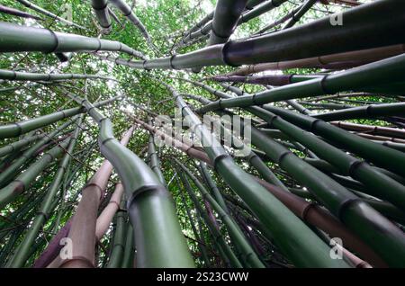Bambuswald Baldachin Grüne Natur Stockfoto