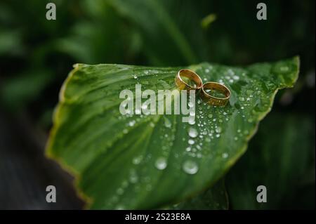 Zwei goldene Hochzeitsringe ruhen auf einem taufrischen grünen Blatt. Stockfoto